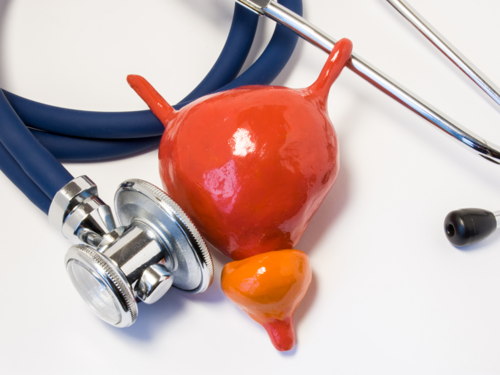 A doctor's stethoscope against a colorful model of a prostate.