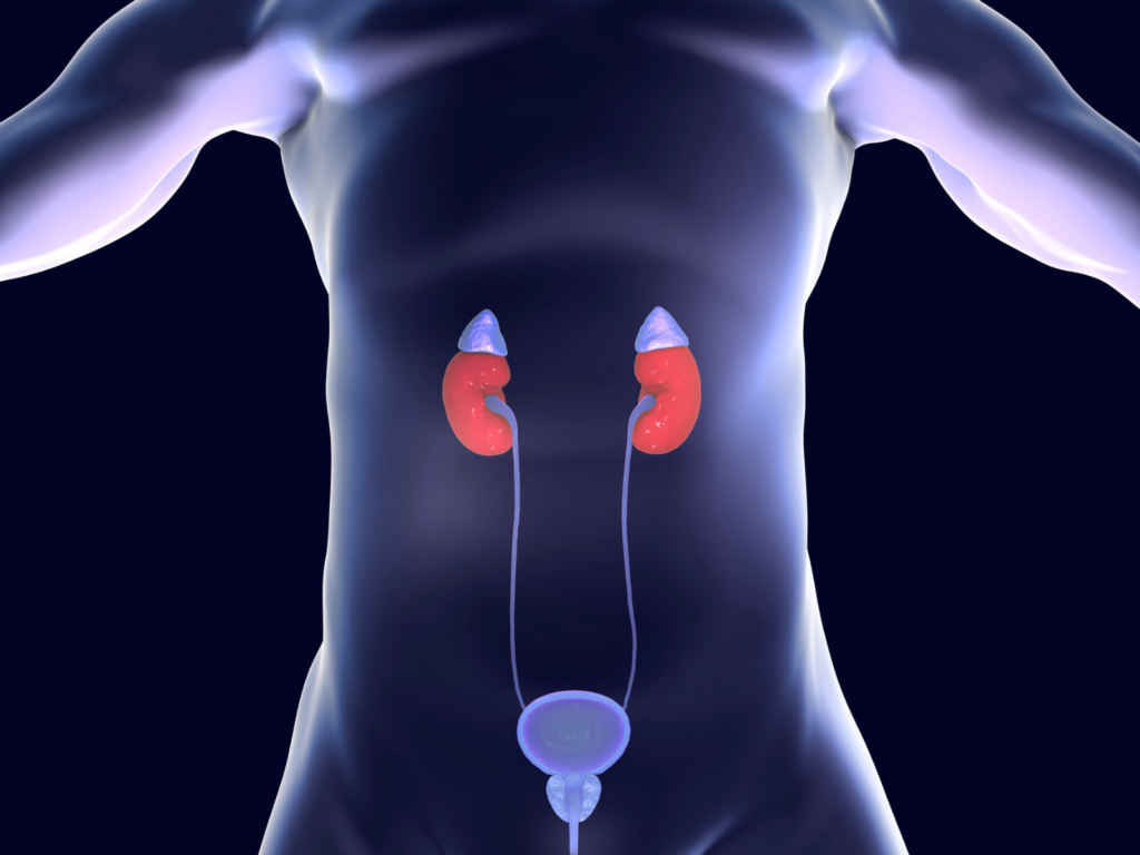 A scientific diagram on a male's body showing the prostate.